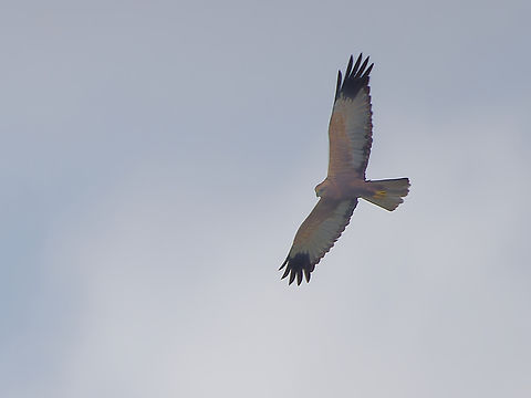 Western Marsh-harrier flying, Kenya  Circus aeruginosus,Geotagged,Kenya,Summer,Western marsh harrier