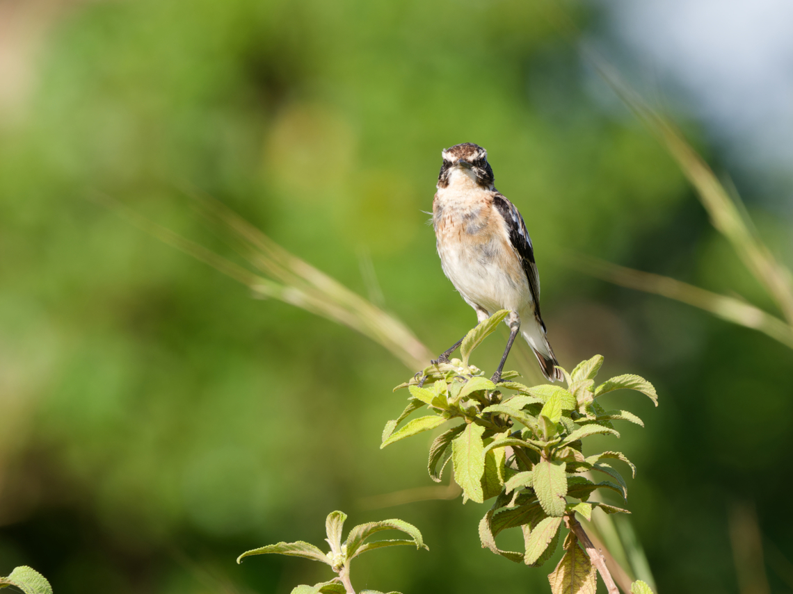 Whinchat, Kenya  Geotagged,Kenya,Saxicola rubetra,Summer,Whinchat
