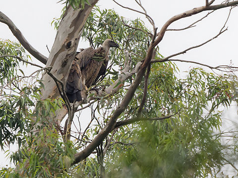 White-backed Vulture, Kenya  Geotagged,Gyps africanus,Kenya,Summer,White-backed Vulture