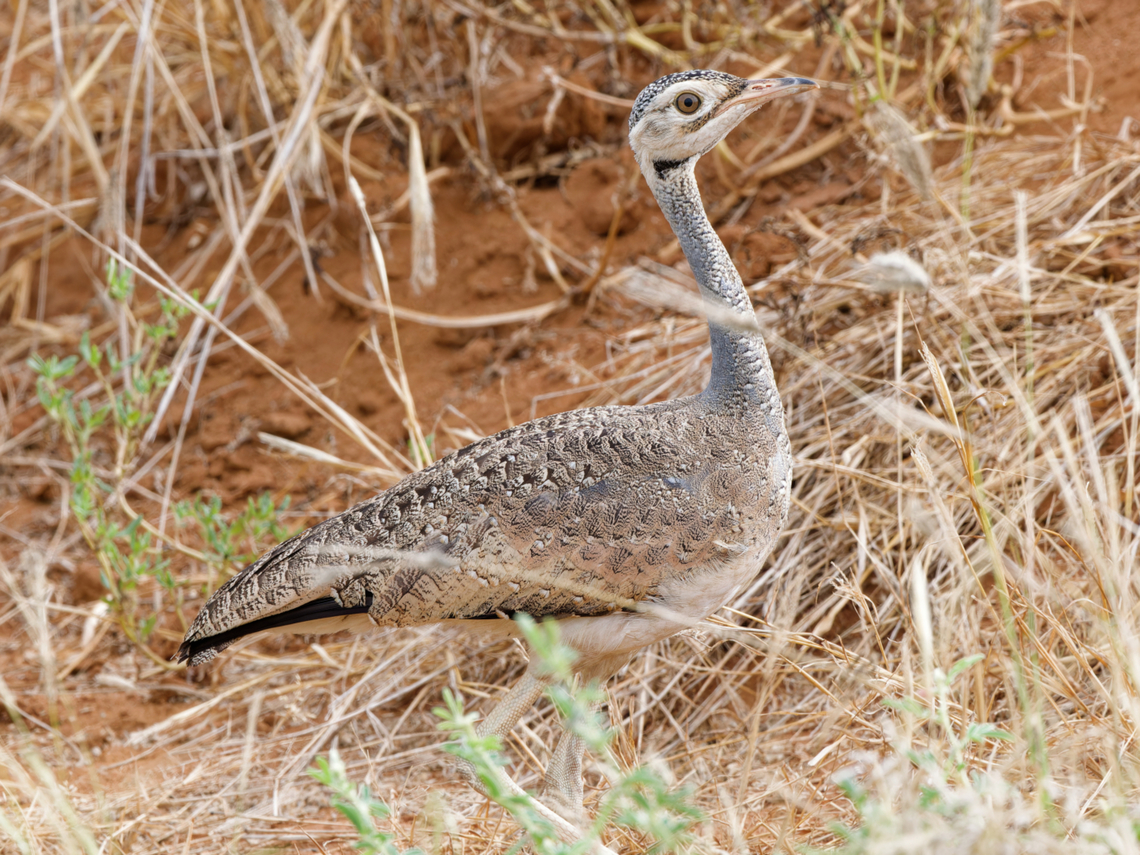 White-bellied Bustard, Kenya  Eupodotis senegalensis,Geotagged,Kenya,Summer,White-bellied Bustard