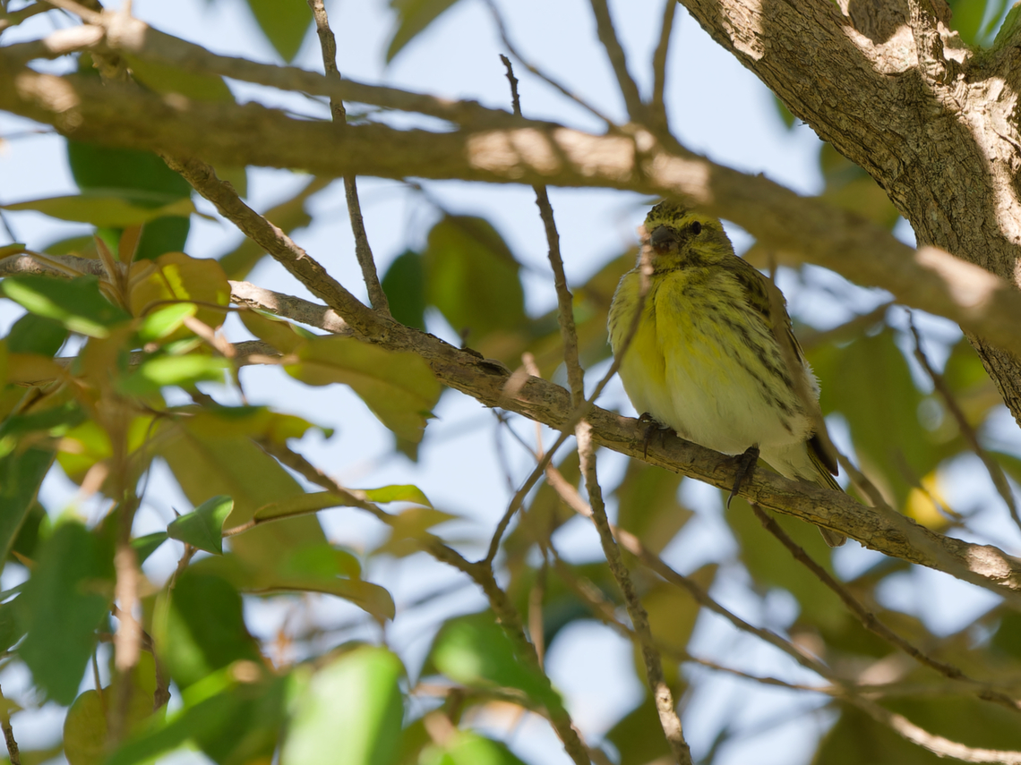 White-bellied Canary, Kenya  Crithagra dorsostriata,Geotagged,Kenya,Summer,White-bellied canary