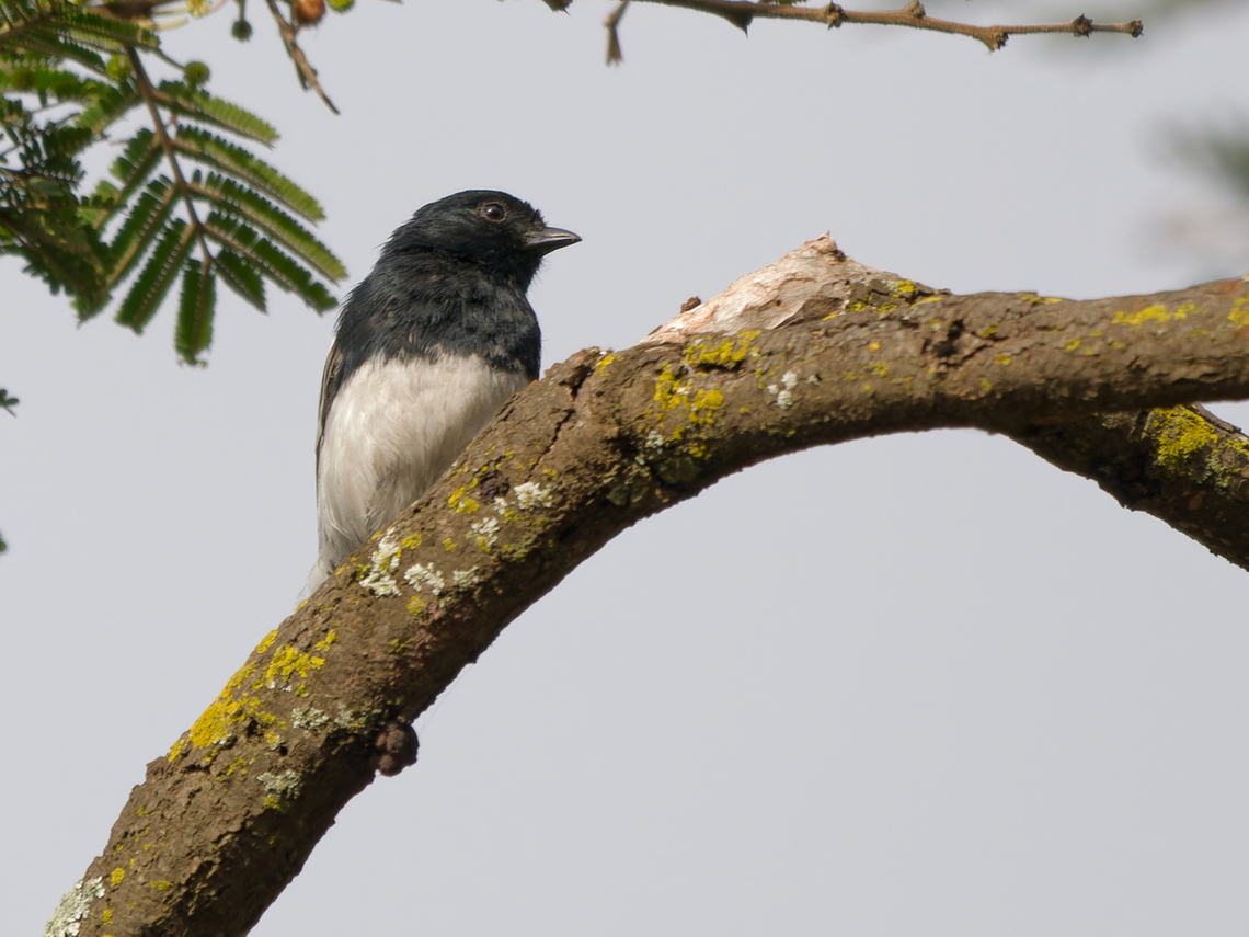 White-bellied Tit, Kenya  Geotagged,Kenya,Melaniparus albiventris,Summer,White-bellied tit