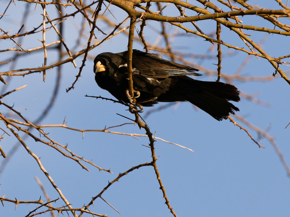 White-billed Buffalo-weaver, Kenya  Bubalornis albirostris,Geotagged,Kenya,White-billed buffalo weaver,Winter