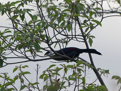 White-crested Turaco, Kenya  Geotagged,Kenya,Tauraco leucolophus,White-crested turaco,Winter