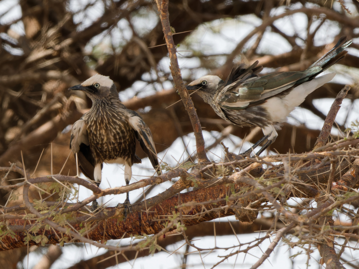 White-crowned Starling, couple, Kenya  Geotagged,Kenya,Lamprotornis albicapillus,White-crowned starling,Winter