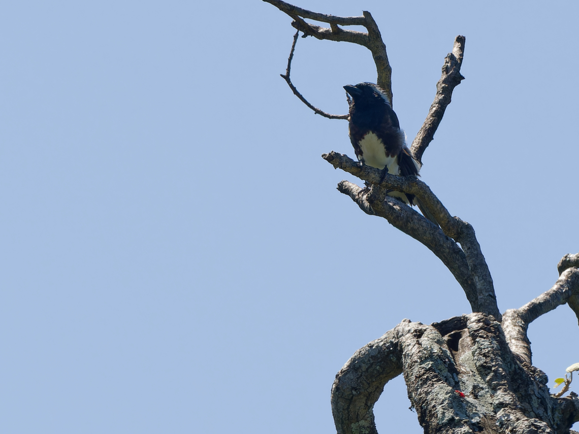 White-eared Barbet, Kenya  Geotagged,Kenya,Stactolaema leucotis,Summer,White-eared barbet