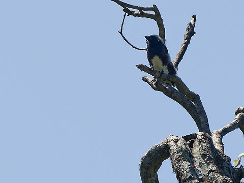 White-eared Barbet, Kenya  Geotagged,Kenya,Stactolaema leucotis,Summer,White-eared barbet