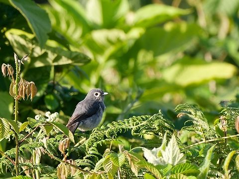White-eyed Slaty-flycatcher, Kenya  Geotagged,Kenya,Melaenornis fischeri,Summer,White-eyed slaty flycatcher