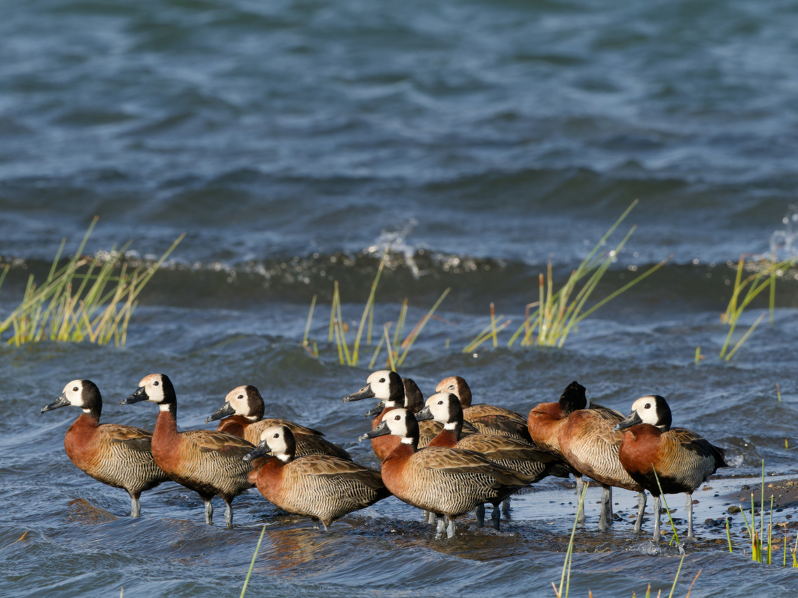 White-faced Whistling-duck in the morning light, Kenya  Dendrocygna viduata,Geotagged,Kenya,White-faced whistling duck,Winter