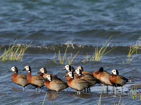 White-faced Whistling-duck in the morning light, Kenya  Dendrocygna viduata,Geotagged,Kenya,White-faced whistling duck,Winter
