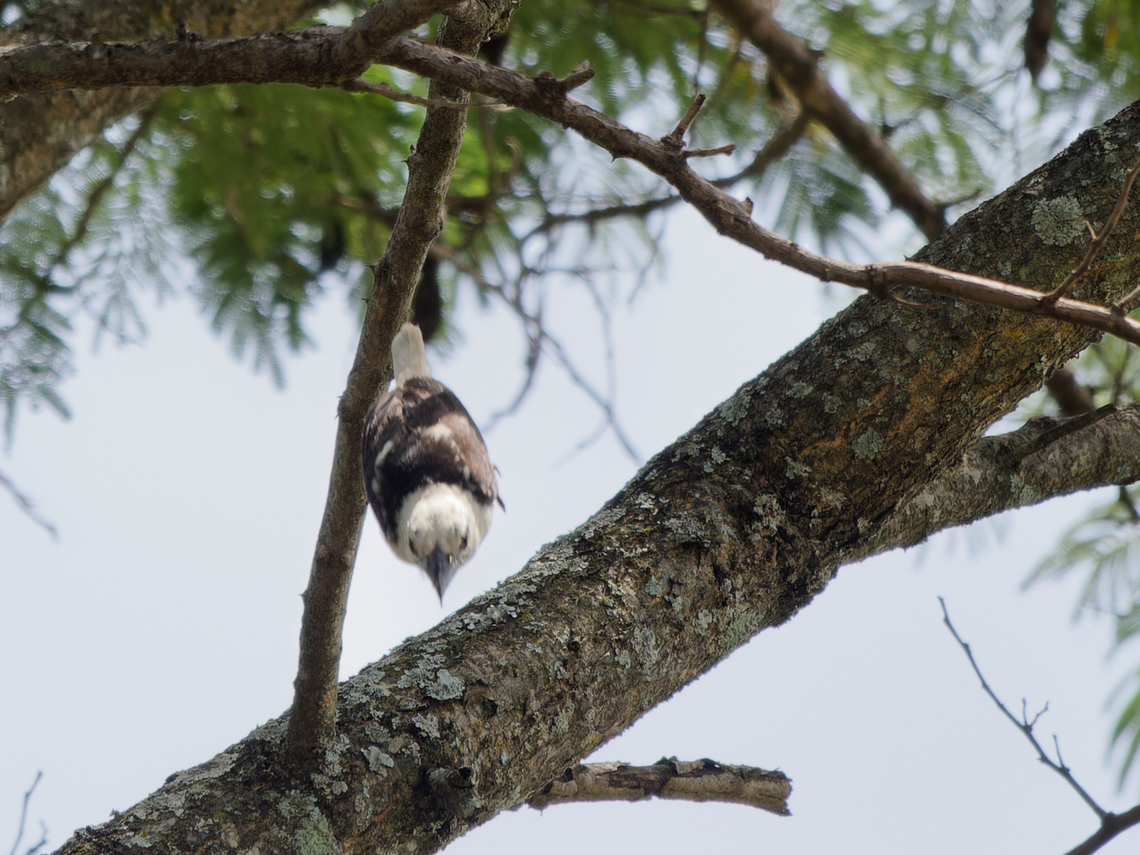 White-headed Barbet, Kenya  Geotagged,Kenya,Lybius leucocephalus,Summer,White-headed barbet