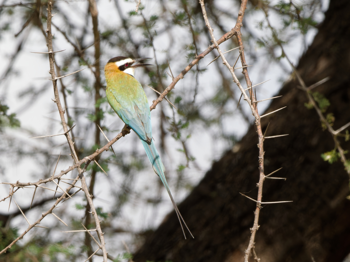 White-throated Bee-eater, Kenya  Geotagged,Kenya,Merops albicollis,White-throated bee-eater,Winter