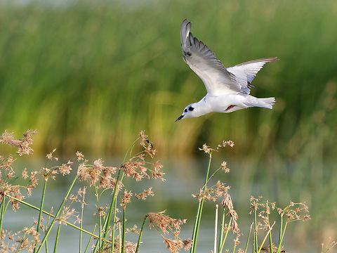 White-winged Tern, flying, Kenya  Chlidonias leucopterus,Geotagged,Kenya,Summer,White-winged tern
