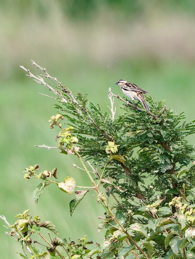 White-winged Widowbird, Kenya  Euplectes albonotatus,Geotagged,Kenya,Summer,White-winged Widowbird