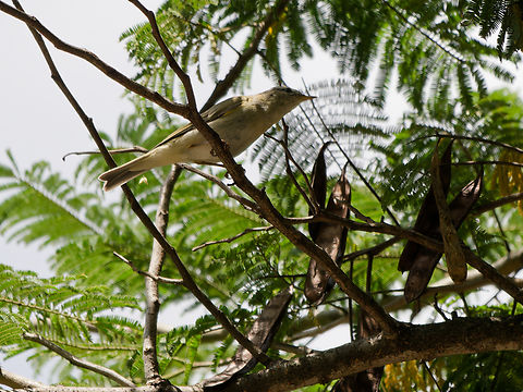 Willow Warbler, Kenya  Geotagged,Kenya,Phylloscopus trochilus,Summer,Willow warbler