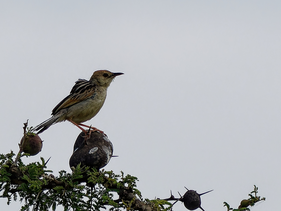 Winding Cisticola, Kenya  Cisticola marginatus,Geotagged,Kenya,Summer,Winding cisticola