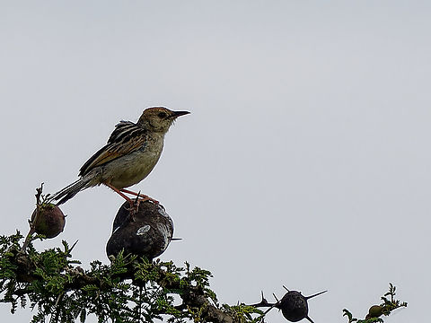 Winding cisticola