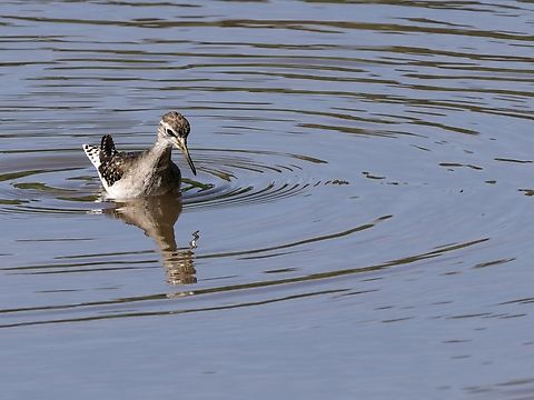 Wood Sandpiper, Kenya  Geotagged,Kenya,Summer,Tringa glareola,Wood Sandpiper