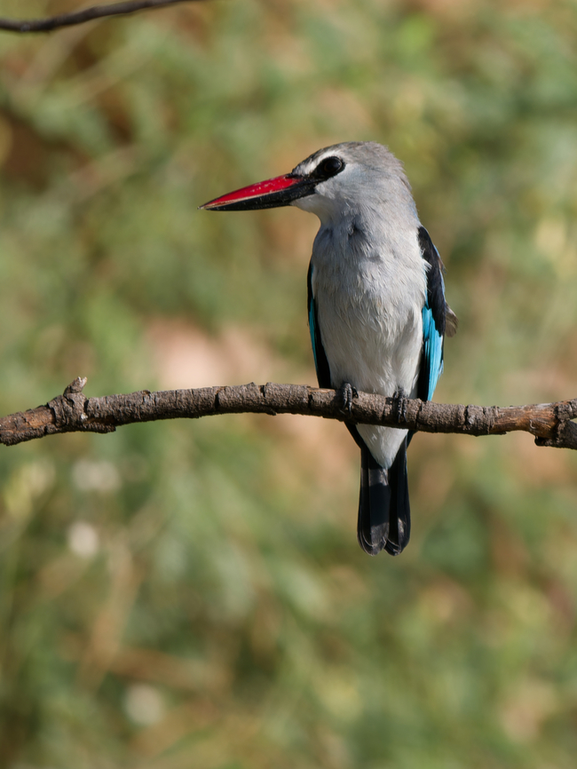 Woodland Kingfisher, Kenya  Geotagged,Halcyon senegalensis,Kenya,Winter,woodland kingfisher