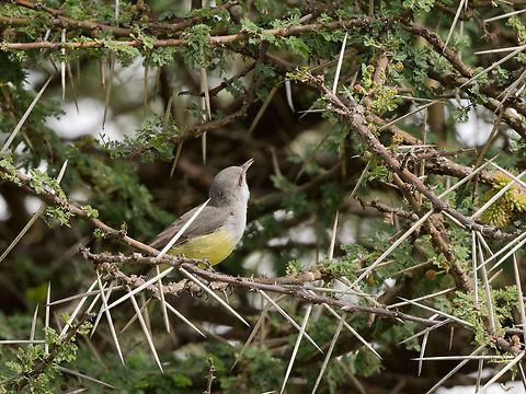 Yellow-bellied Eremomela, Kenya  Eremomela icteropygialis,Geotagged,Kenya,Winter,Yellow-bellied eremomela