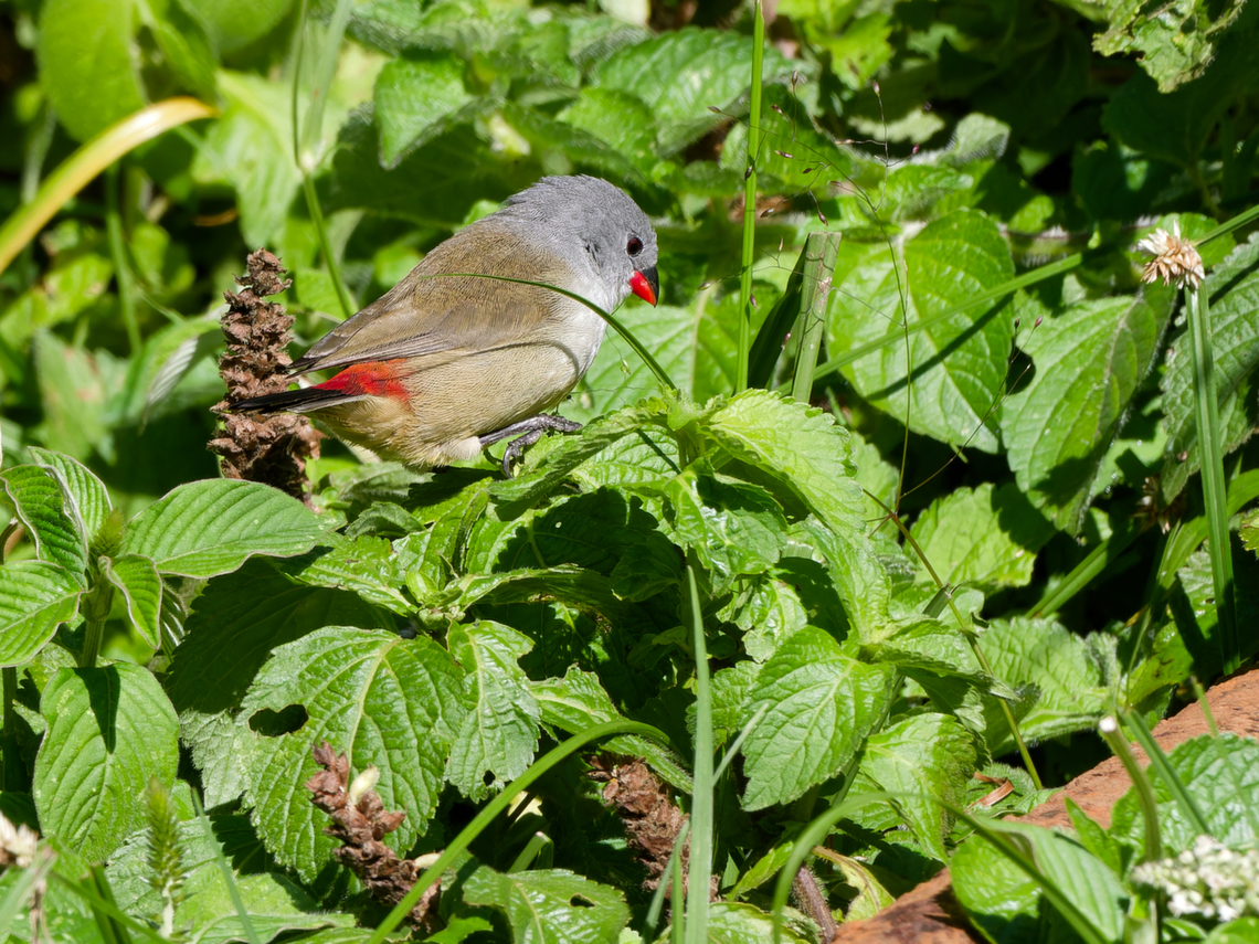 Yellow-bellied Waxbill, Kenya  Coccopygia quartinia,Geotagged,Kenya,Summer,Yellow-bellied waxbill