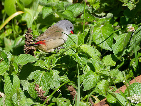 Yellow-bellied Waxbill, Kenya  Coccopygia quartinia,Geotagged,Kenya,Summer,Yellow-bellied waxbill