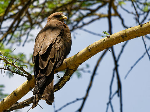 Yellow-billed Kite, Kenya  Geotagged,Kenya,Milvus aegyptius,Summer,Yellow-billed kite