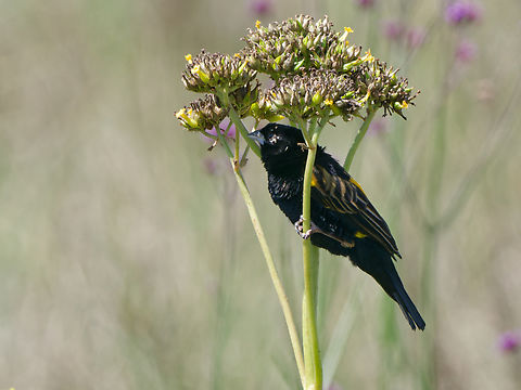 Yellow Bishop, Kenya  Euplectes capensis,Geotagged,Kenya,Summer,Yellow bishop