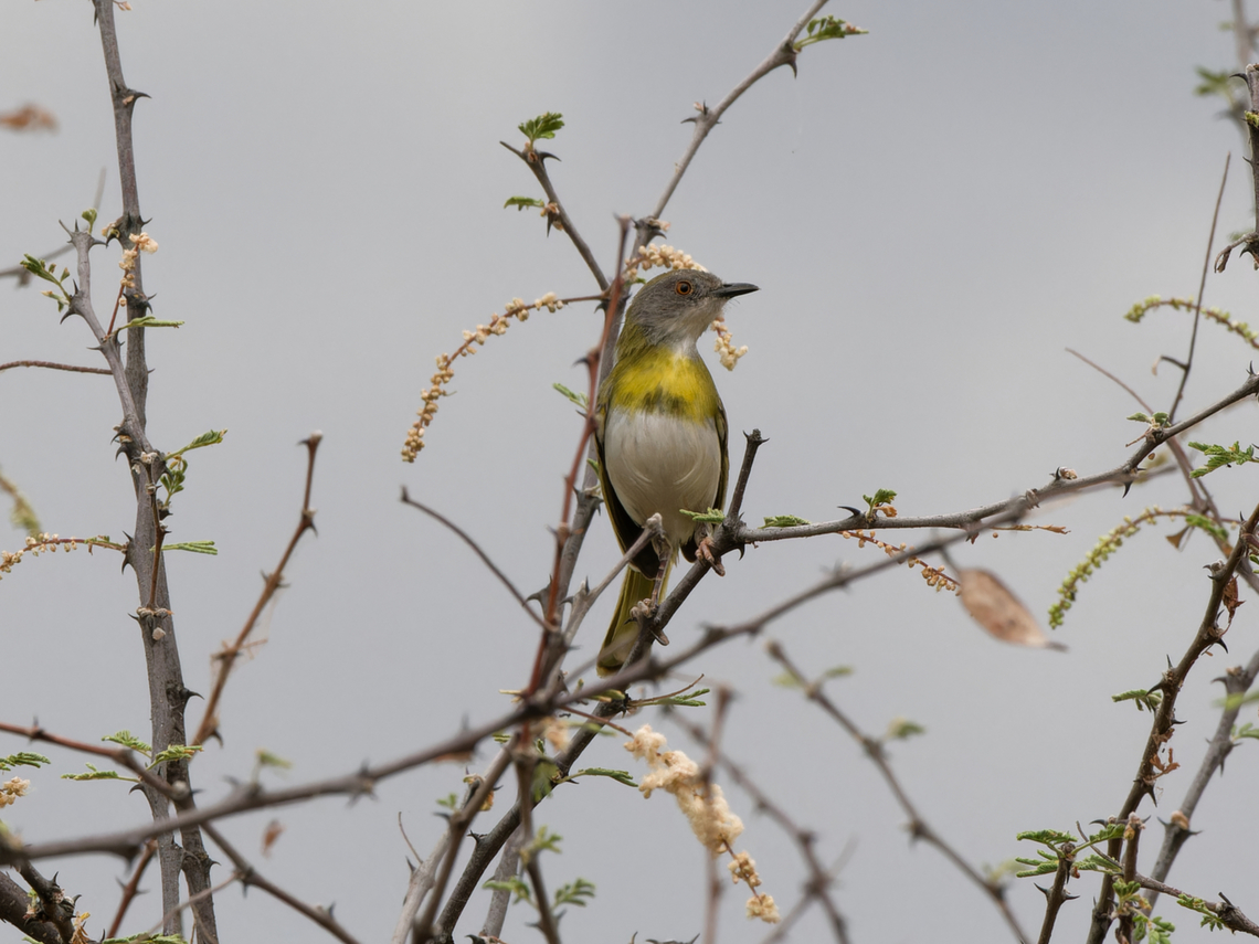Yellow-breasted Apalis, Kenya  Apalis flavida,Geotagged,Kenya,Winter,Yellow-breasted apalis
