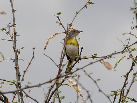 Yellow-breasted Apalis, Kenya  Apalis flavida,Geotagged,Kenya,Winter,Yellow-breasted apalis