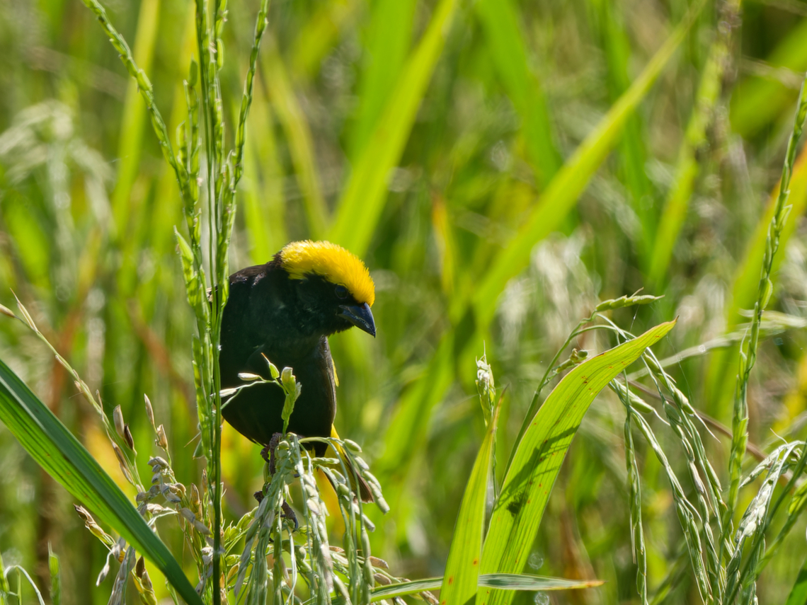 Yellow-crowned Bishop, Kenya  Euplectes afer,Geotagged,Kenya,Summer,Yellow-crowned bishop