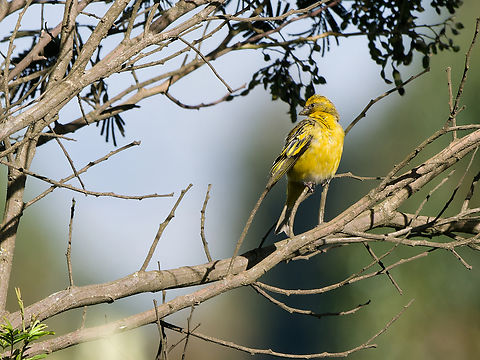 Yellow-crowned Canary, Kenya  Geotagged,Kenya,Serinus flavivertex,Summer,Yellow-crowned canary
