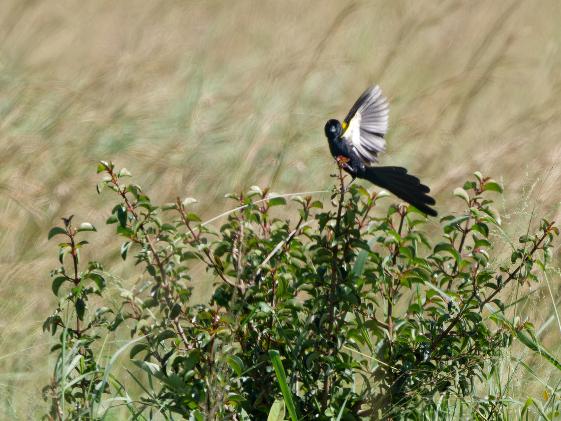 Yellow-mantled Widowbird, Kenya  Euplectes macroura,Geotagged,Kenya,Summer,Yellow-mantled widowbird