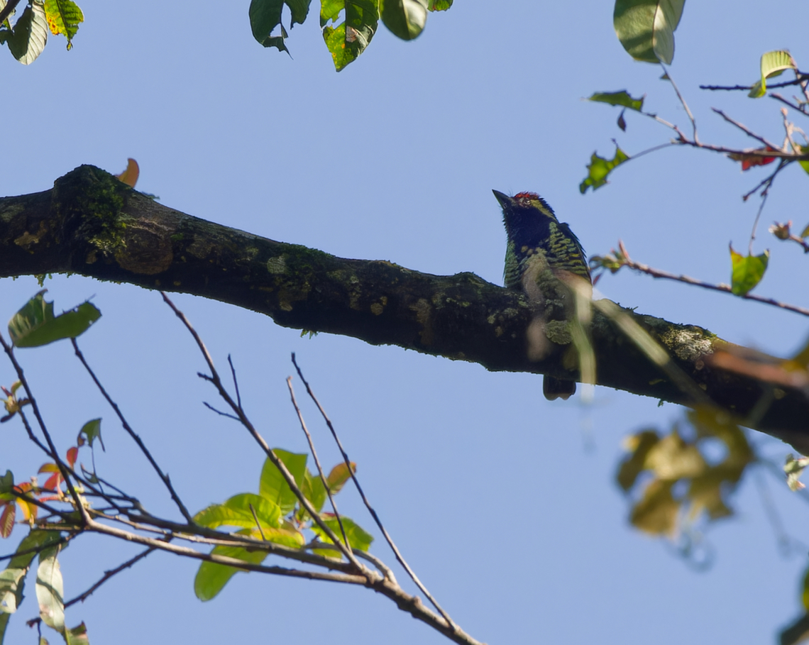 Yellow-spotted Barbet, Kenya  Buccanodon duchaillui,Geotagged,Kenya,Winter,Yellow-spotted barbet