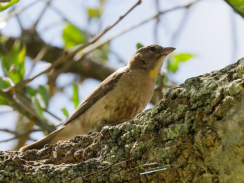 Yellow-spotted bush sparrow