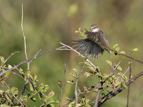 Yellow-vented Eremomela, Kenya  Eremomela flavicrissalis,Geotagged,Kenya,Winter,Yellow-vented eremomela