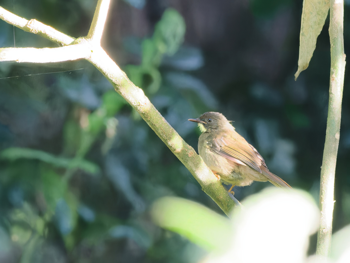 Yellow-whiskered Greenbul, Kenya  Eurillas latirostris,Geotagged,Kenya,Winter,Yellow-whiskered greenbul