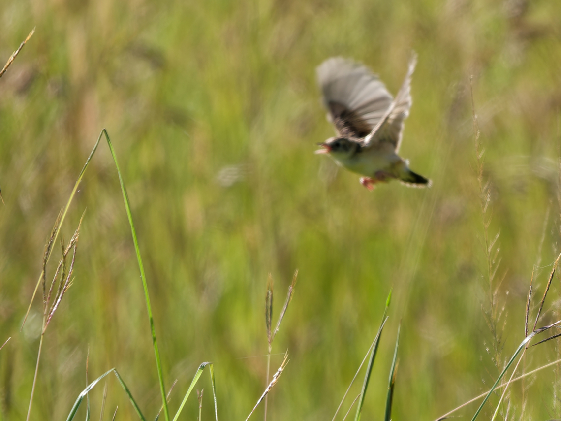 Zitting Cisticola flying off, Kenya  Cisticola juncidis,Geotagged,Kenya,Summer,Zitting cisticola