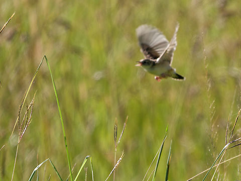 Zitting Cisticola flying off, Kenya  Cisticola juncidis,Geotagged,Kenya,Summer,Zitting cisticola