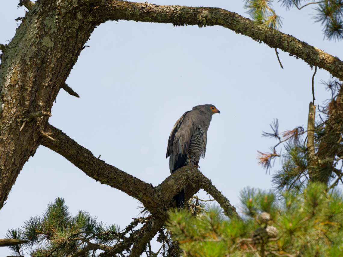 African Harrier-hawk, Kenya  African harrier-hawk,Geotagged,Kenya,Polyboroides typus,Summer