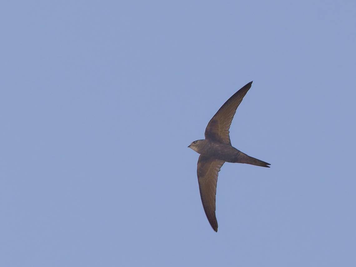 Mottled Swift flying, Kenya  Geotagged,Kenya,Mottled swift,Tachymarptis aequatorialis,Winter