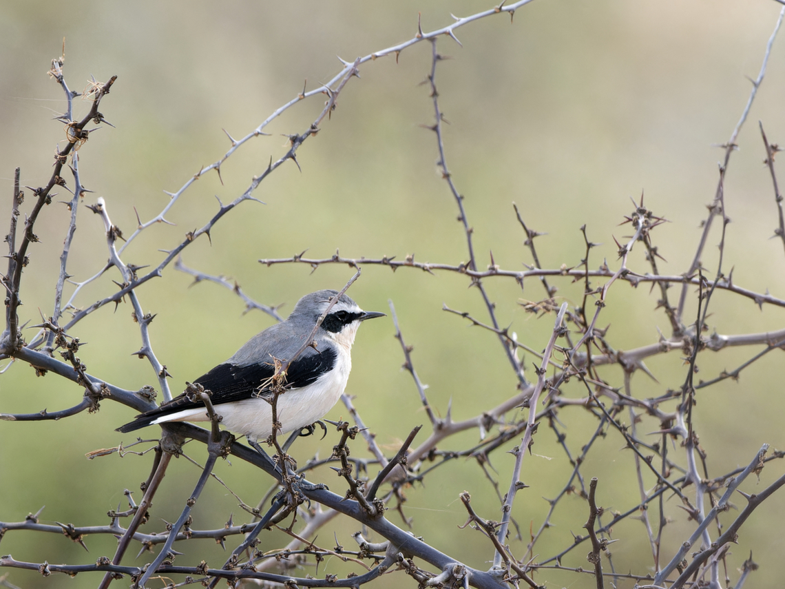 Northern Wheatear, Kenya  Geotagged,Kenya,Northern wheatear,Oenanthe oenanthe,Winter