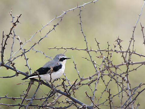 Northern Wheatear, Kenya  Geotagged,Kenya,Northern wheatear,Oenanthe oenanthe,Winter