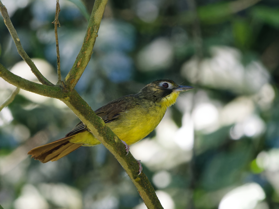 Red-tailed Bristlebill, Kenya  Bleda syndactylus,Geotagged,Kenya,Red-tailed bristlebill,Winter