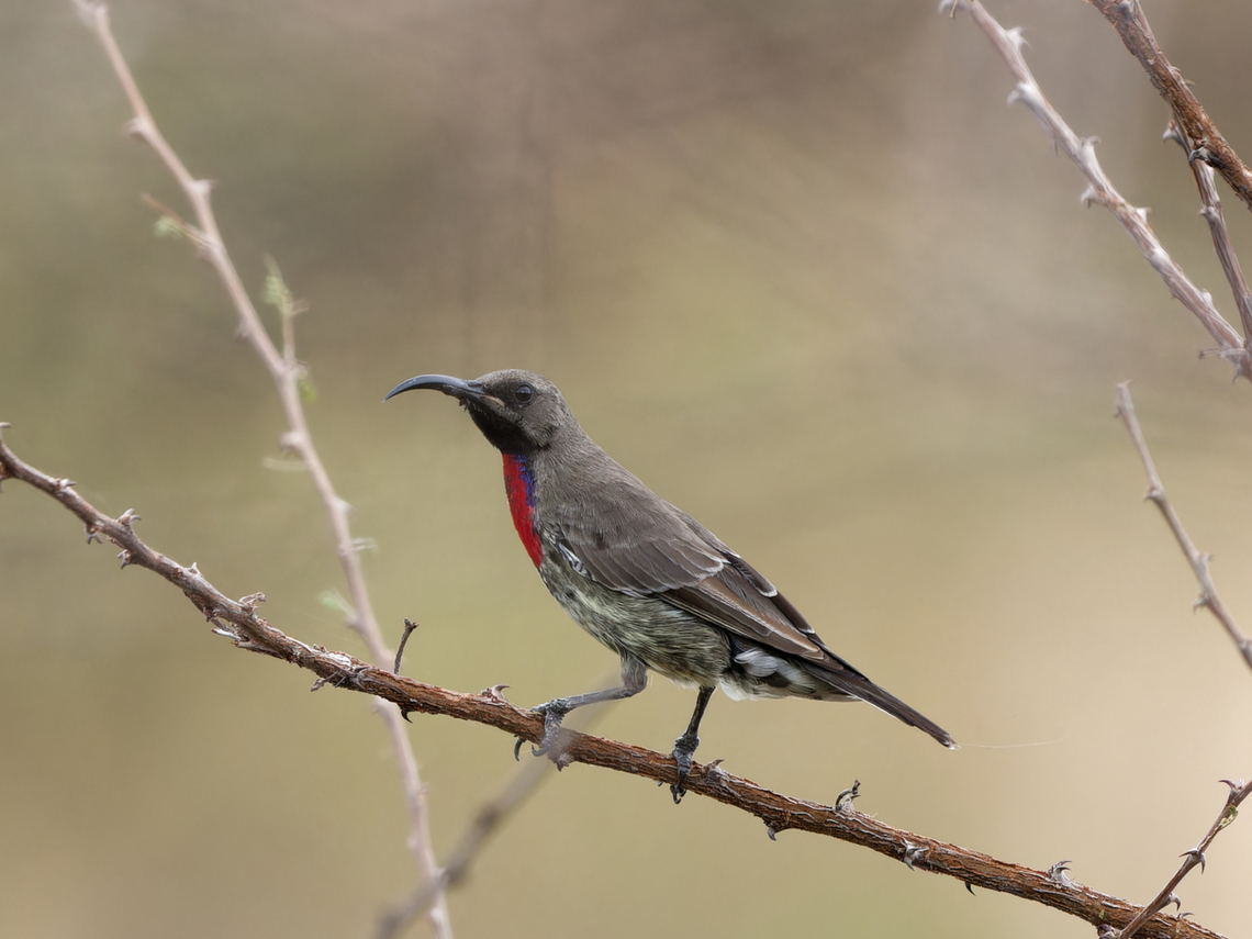 Hunter&rsquo;s Sunbird, immature, Kenya  Chalcomitra hunteri,Geotagged,Hunter's sunbird,Kenya,Winter