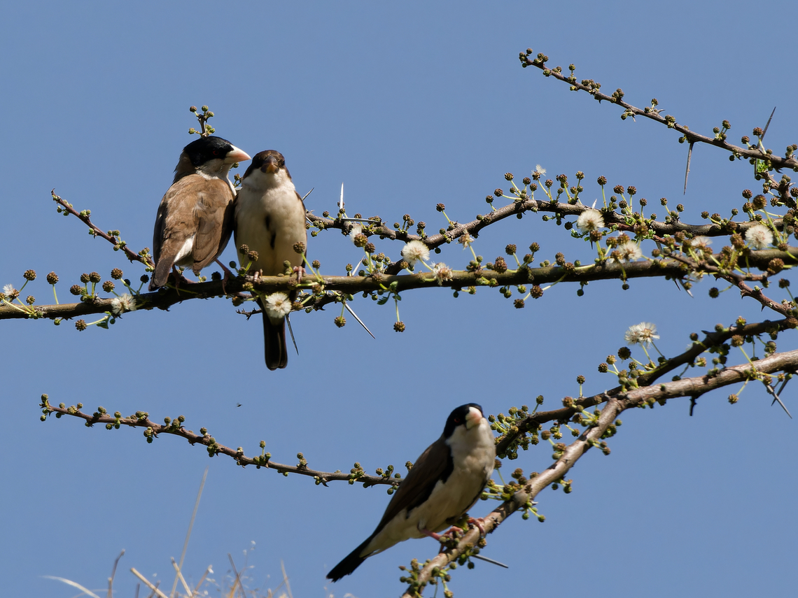 Black-capped Social-weaver, Kenya social is more than just one  Black-capped social weaver,Geotagged,Kenya,Pseudonigrita cabanisi,Winter