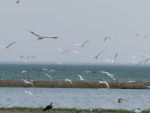 Gull-billed tern flying off, Kenya due to a landing African Fish-eagle Gelochelidon nilotica,Geotagged,Gull-billed tern,Kenya,Winter