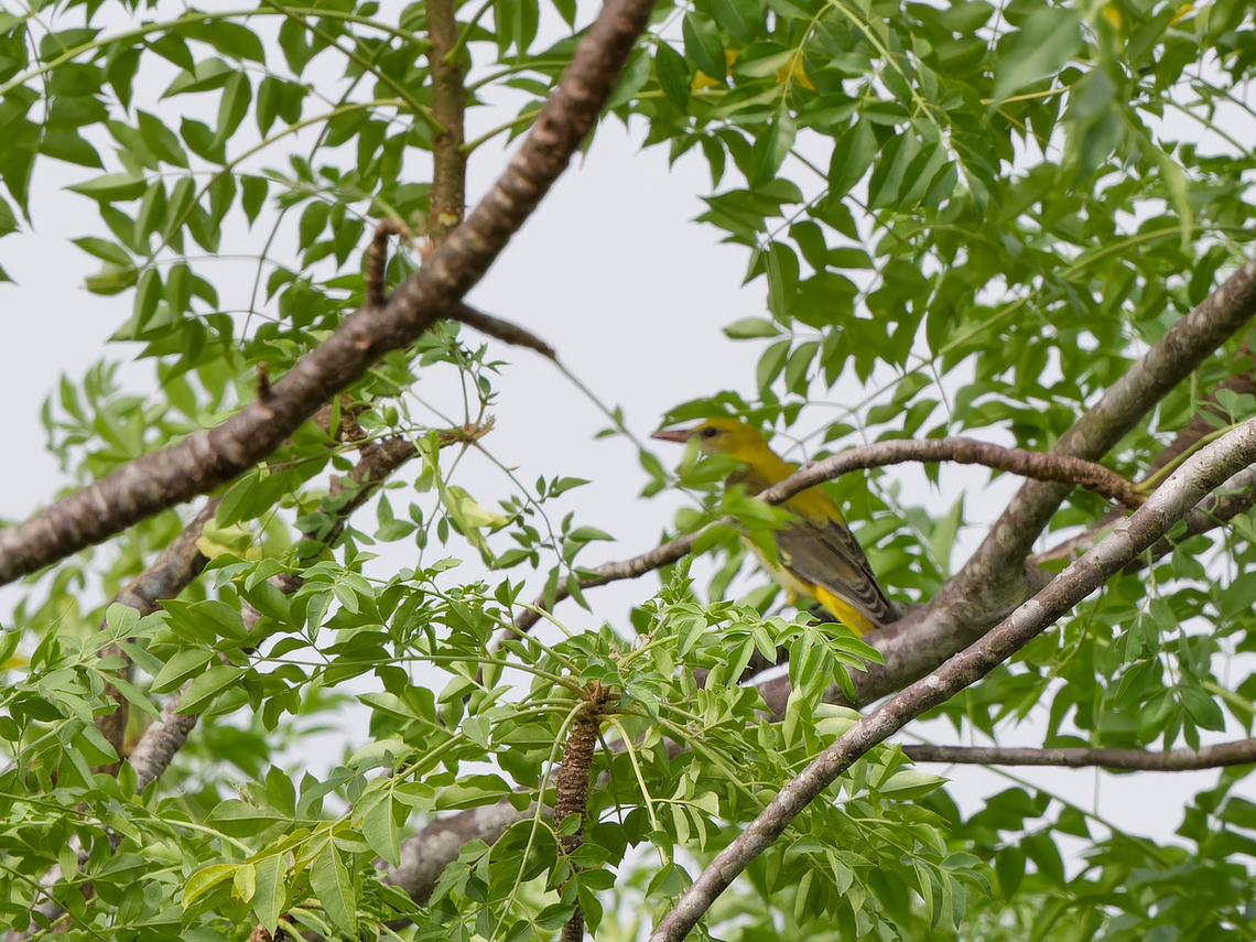 Eurasian Golden Oriole, Kenya  Eurasian golden oriole,Geotagged,Kenya,Oriolus oriolus,Summer