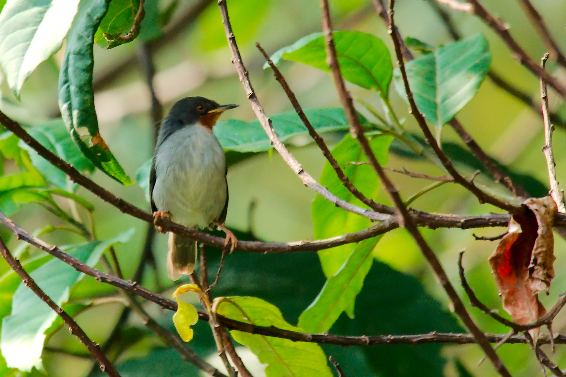 Chestnut-throated Apalis, Uganda  Apalis porphyrolaema,Chestnut-throated apalis,Geotagged,Summer,Uganda