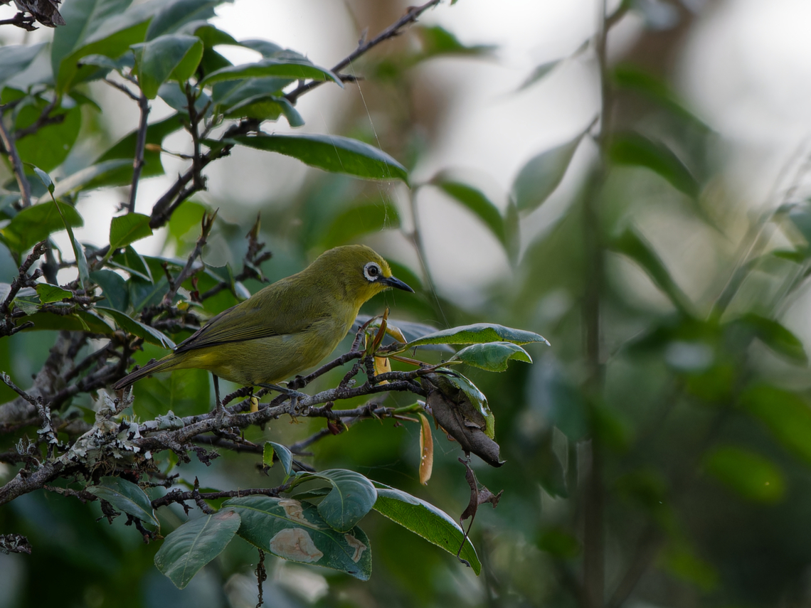 Northern Yellow White-eye, Kenya  Geotagged,Kenya,Northern yellow white-eye,Winter,Zosterops senegalensis